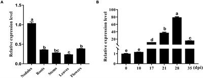 A Nodule-Localized Small Heat Shock Protein GmHSP17.1 Confers Nodule Development and Nitrogen Fixation in Soybean